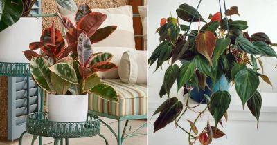 16 Indoor Plants with Colorful New Growth - balconygardenweb.com