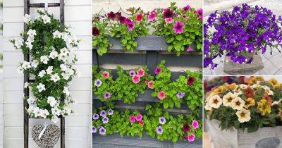 36 Most Beautiful Petunias of Instagram - balconygardenweb.com