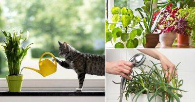 How To Water Plants + 5 Watering Mistakes You're Doing - balconygardenweb.com