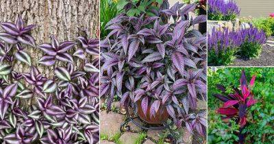 57 Best Outdoor Purple Plants | Top Plants With Purple Leaves - balconygardenweb.com - Iran