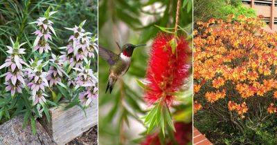 17 Plants That Attract Hummingbirds in Florida - balconygardenweb.com - state Florida