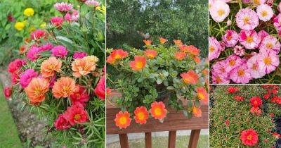 29 Different Types of Portulaca Varieties - balconygardenweb.com - Argentina