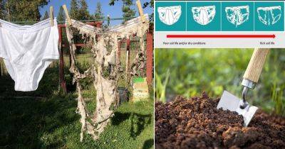 Bury 2 White Underwear in the Garden and This Will Happen | Soil Test - balconygardenweb.com - Canada - Switzerland