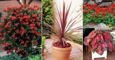17 Best Red Plants in Florida with Pictures - balconygardenweb.com - Usa - state Florida
