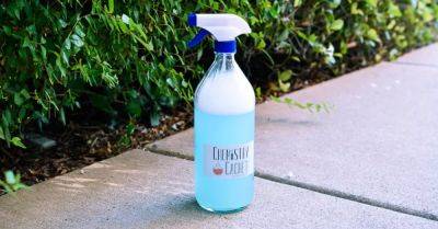 Homemade Roach Spray (Good for Ants and Other Bugs Too) - hometalk.com