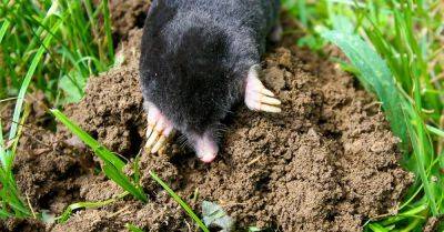 How to Identify and Get Rid of Moles in Your Yard - hometalk.com