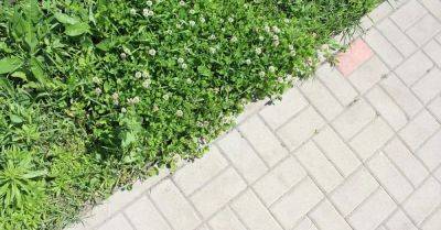 How to Get Rid of Clover in Your Lawn - hometalk.com