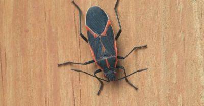 How to Get Rid of Boxelder Bugs and Prevent Them From Coming Around - hometalk.com