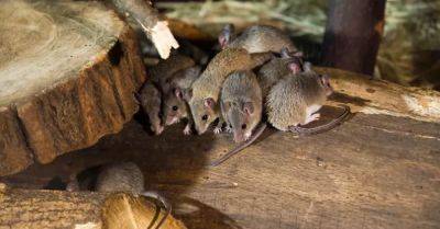 How to Get Rid of Mice and Keep Them Away for Good - hometalk.com