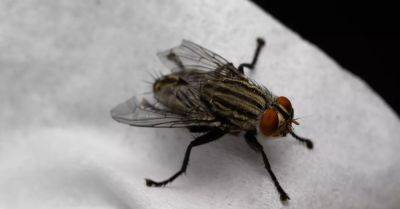 How to Get Rid of House Flies (and Keep Them Far Away) - hometalk.com