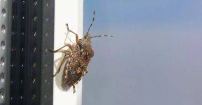 How to Get Rid of Stink Bugs: Your Complete Elimination Guide - hometalk.com - China