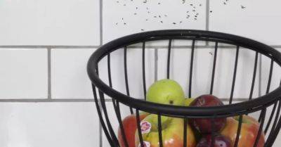 How to Get Rid of Fruit Flies With Homemade Traps - hometalk.com