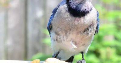 The 6 Best Bird Feeders to Put in Your Backyard - hometalk.com