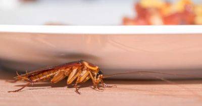 How to Get Rid of Roaches Inside and Outside Your Home - hometalk.com