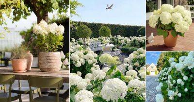 25 Stunning Annabelle Flowers Pictures | Annabelle Hydrangea Growing Guide - balconygardenweb.com