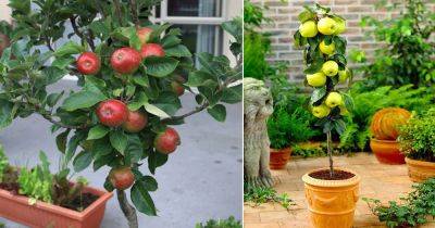 Growing Apple Trees in Pots | Apple Tree Care in a Container - balconygardenweb.com