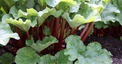 How to Grow and Care for Rhubarb Plants - gardenerspath.com