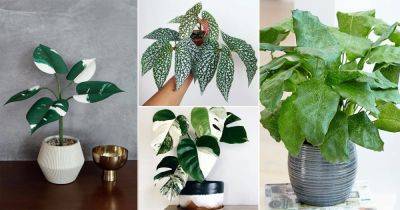 64 Variegated Versions of Most Popular Houseplants - balconygardenweb.com