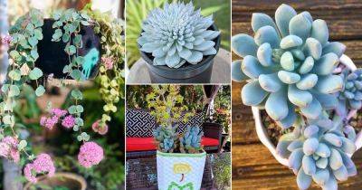 25 Best Blue Succulents | Succulents with Blue Color - balconygardenweb.com