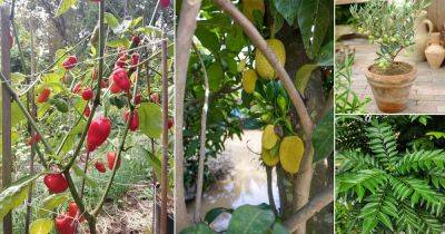 12 Delicious Vegetables that Grow on Trees - balconygardenweb.com - India - Peru - Bolivia