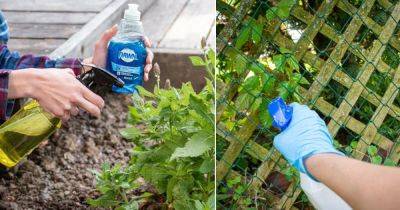 15 Top Dawn Dish Soap Uses in the Garden - balconygardenweb.com