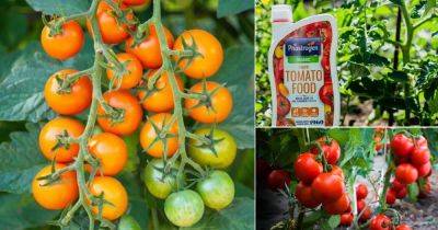 How to Grow so Many Tomatoes in So Little Space | Best Way to Grow Tomatoes - balconygardenweb.com