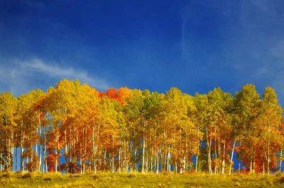 Planting Aspen Trees | Learn Everything About Growing Aspen Trees - balconygardenweb.com - Usa - China - Canada - Japan - North Korea