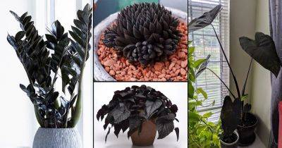 14 Stunning Black Indoor Plants | Best Black Houseplants - balconygardenweb.com