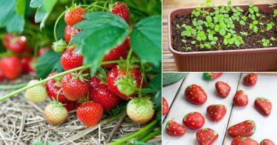 10 Genius Strawberry Growing Hacks - balconygardenweb.com