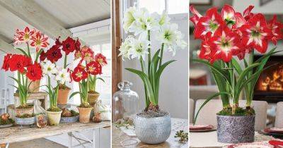 Growing Amaryllis Indoors | How to Grow Amaryllis in Pots - balconygardenweb.com - South Africa - Greece - Peru