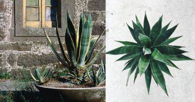 11 Amazing Agave Plant Benefits & Uses - balconygardenweb.com - Usa - Greece - Mexico