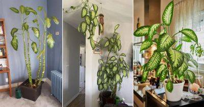 How to Grow a Big and Tall Dieffenbachia Like a Tree - balconygardenweb.com