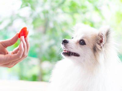 Can Dogs Have Tomatoes? Tomato Plant Toxicity In Dogs - gardeningknowhow.com