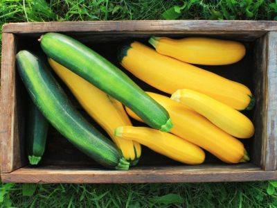 Squash Versus Zucchini: Difference Between Zucchini And Squash - gardeningknowhow.com - Usa - Italy