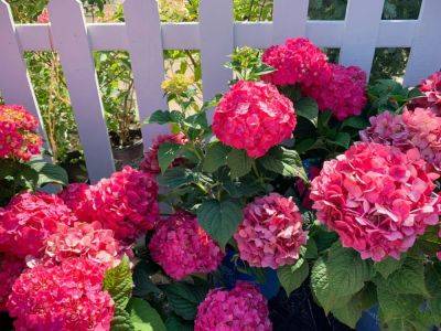 Endless Summer Hydrangea Care And Cultivars To Try - gardeningknowhow.com
