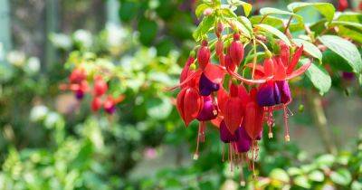 How to Grow and Care for Fuchsia Flowers - gardenerspath.com