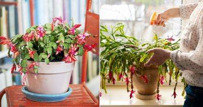 7 Quick Tips on Taking Care of Your Christmas Cactus - balconygardenweb.com - Brazil