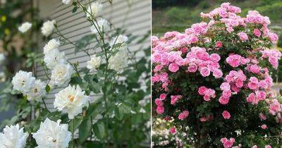 26 Roses that Bloom in Shade | Shade Tolerant Roses - balconygardenweb.com - Usa