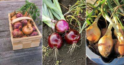 8 PRO Tips and Tricks for Growing Bigger Onions - balconygardenweb.com