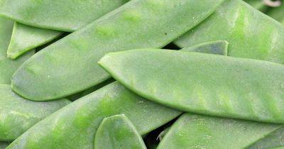 How to Grow Oregon Sugar Pod Peas - gardenerspath.com - state Oregon