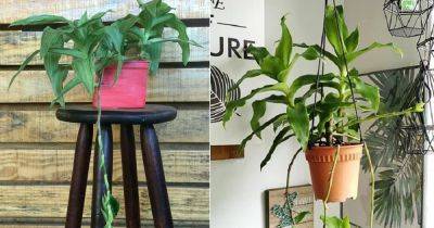 Everything About Callisia Fragrans Care | Growing Basket Plant - balconygardenweb.com