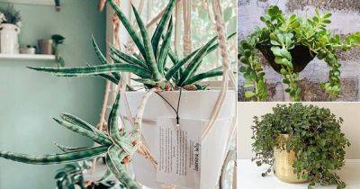 17 Best Cascading Succulents for Home & Garden - balconygardenweb.com - city Sansevieria