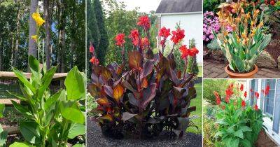 17 Tall Canna Lily Varieties + How Tall Do Canna Lilies Grow? - balconygardenweb.com - state Oklahoma