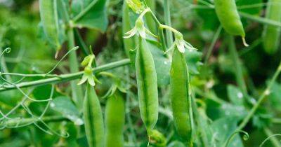 How to Plant and Grow Peas - gardenerspath.com - Britain