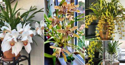 24 Best Cymbidium Orchid Varieties | How to Grow It - balconygardenweb.com - Usa - Australia
