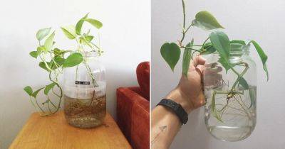 Growing Philodendron in Water | How to Grow Philodendron - balconygardenweb.com