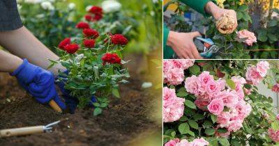 10 Common Rose Growing Mistakes Every Beginner Should Avoid - balconygardenweb.com