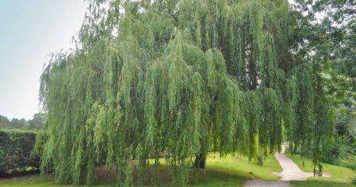 How to Grow and Care for Willow Trees - gardenerspath.com - Usa - Egypt