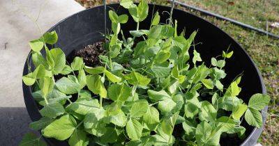 Tips for Growing Peas in Containers - gardenerspath.com