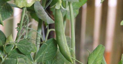 All About Edible Pod Peas - gardenerspath.com - Britain